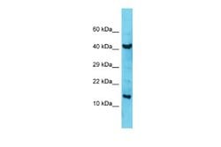 COA6 Rabbit anti-Human, Polyclonal, Novus Biologicals 0.1 mL | Buy Online | Novus Biologicals | Fisher Scientific